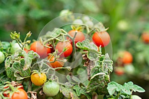 Cherry tomatoes grow on a Bush in the garden. agriculture and harvesting