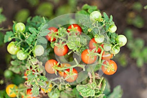 Cherry tomatoes grow on a Bush in the garden. agriculture and harvesting