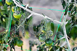 Cherry tomatoes growing in the garden after first ground frost