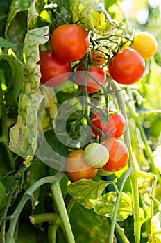Cherry tomatoes growing in the garden