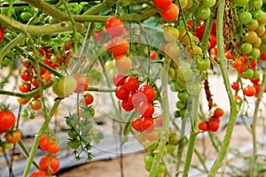 Cherry tomatoes growing on the vine