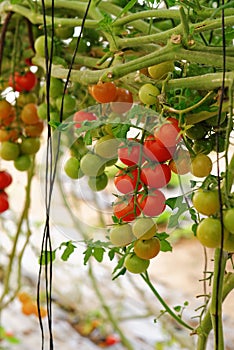 Cherry tomatoes growing on the vine