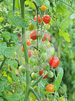 Cherry Tomatoes Growing on Vine