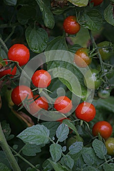 Cherry tomatoes growing on vines