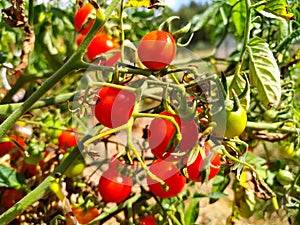 Cherry tomatoes hang on twigs and grow in the garden.