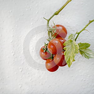 Cherry Tomatoes Hanging . .
