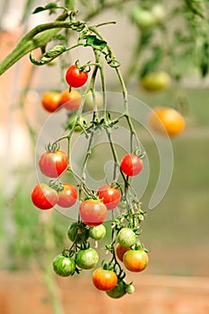 Cherry tomatoes hanging on the branch in the garden. Red and green cherry tomatoes on the vine.