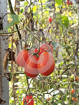 cherry tomatoes hit by long Elnino drought, South Lampung, Indonesia photo