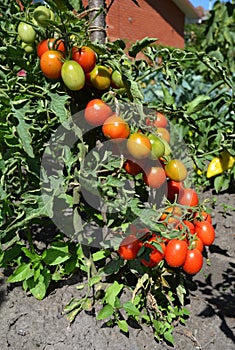 Cherry tomatoes are one of the easiest veggies to grow and as a gardener. Ripe cherry tomatoes growing on the branches. photo