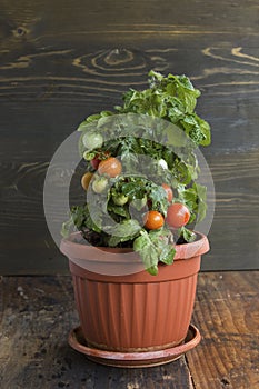 Cherry Tomatoes in a Pot