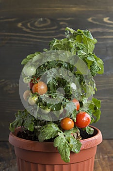 Cherry Tomatoes in a Pot