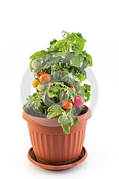 Cherry Tomatoes in a Pot Isolated on White