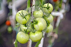 Cherry tomatoes production