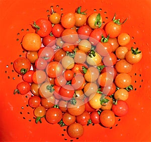 Cherry Tomatoes in a red colander