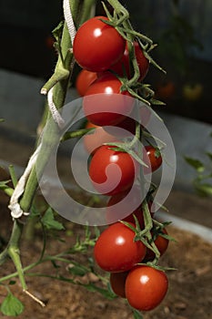 Cherry tomatoes with ripe fruits in a small greenhouse.