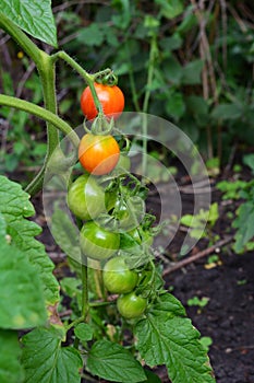 Cherry tomatoes ripen on tomato plant in vegetable garden