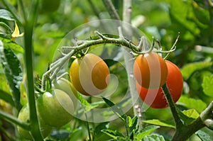 Cherry tomatoes