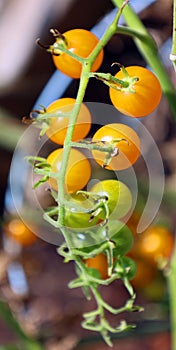 Cherry tomatoes, Sungold ripens early to a golden orange,