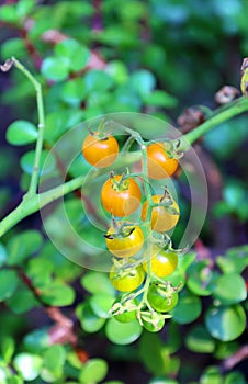 Cherry tomatoes, Sungold ripens early to a golden orange,