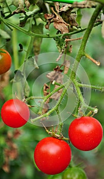Cherry Tomatoes are tempting to eat raw or ripen