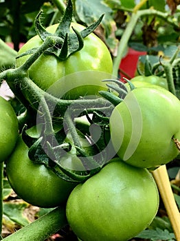 Cherry Tomatoes are tempting to eat raw or ripen