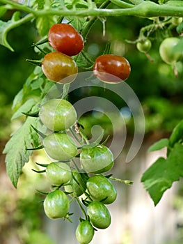 Cherry tomatoes of various ripeness in the garden.