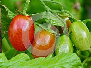 Cherry tomatoes of various ripeness in the garden.