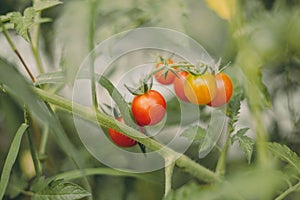 Cherry tomatoes of various ripeness on tomato plant. Ecological red tomatoes in the greenhouse of the farm