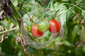 cherry tomatoes in a veggetable garden photo