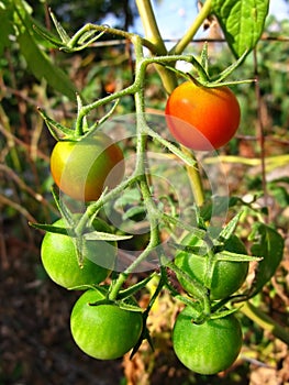 Cherry tomatoes on vine