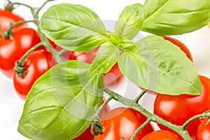 Cherry tomatoes on the vine with basil