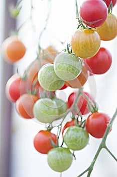 Cherry tomatoes vine