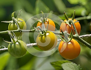 Cherry Tomatoes on a Vine