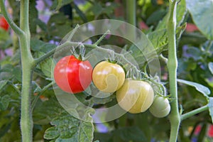 Cherry tomatoes on the vine in various stages of ripeness
