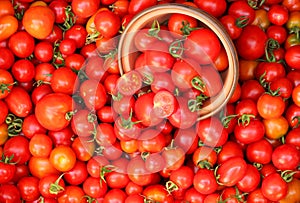 Cherry tomatoes wholesale