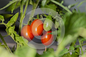 Cherry tomatos in different degrees of ripeness