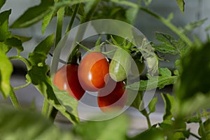 Cherry tomatos in different degrees of ripeness