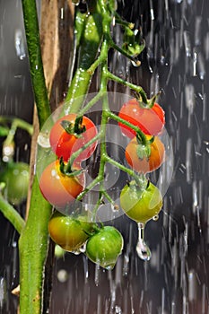 Cherry tomatos on the vine rain droplets