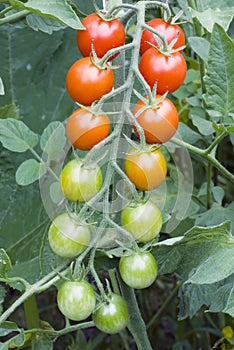 Cherry Tomatos on Vine