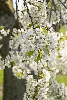 Cherry trea in spring park