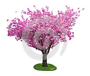 Cherry Tree