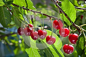 Cherry on a tree