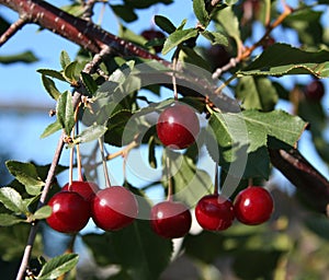 Cherry tree