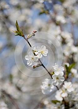 Cherry-Tree photo