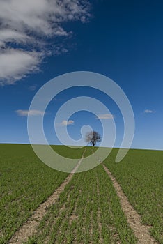 Cherry tree alone in green fresh spring field with light blue sky