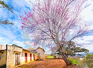 Cherry tree apricot blossom next to the ancient temple hundred years old