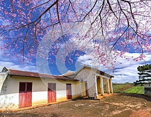 Cherry tree apricot blossom next to the ancient temple hundred years old