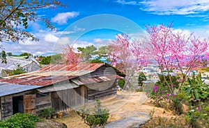 Cherry tree apricot blossom next to the ancient temple hundred years old