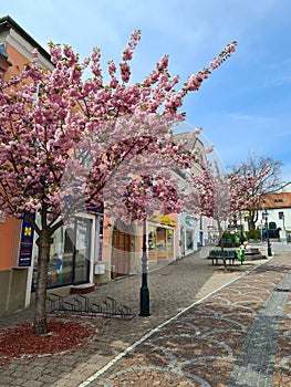 Cherry tree in Austrian town, spring full of flowers