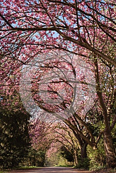 Cherry tree avenue in the park